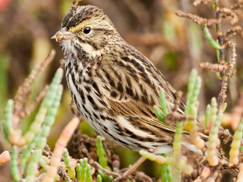The Beldings savannah sparrow, a State listed endangered species, forages and breeds primarily in high salt marsh habitat that is flooded only infrequently by tides or is isolated from tides. Photo Credit: USFWS