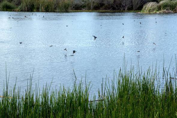 Freshwater Marsh with many species of birds