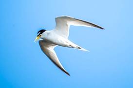 The least tern, an endangered species, needs multiple habitat types as it forages at the Freshwater Marsh and Ballona Creek during the breeding season, but raises young on small sandy dunes at Venice Beach, more than a mile away.