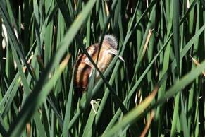 The least bittern, a State Species of Special Concern, breeds at the Freshwater Marsh. In fact the Freshwater Marsh is now providing breeding habitat for several species, including the least bittern, common gallinule, and Canada goose, for the first