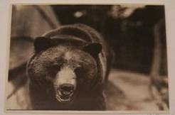 grizzly1905bearpit.jpg