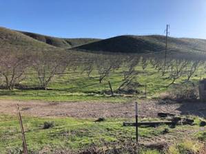 The orchard. Photo by Matthew Dodder