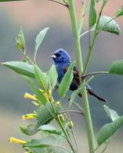 Blue Grosbeak by Gena Zolotar