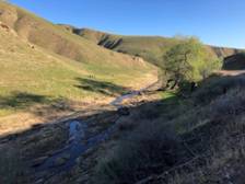 Creek and cottonwood tree. Photo by Matthew Dodder