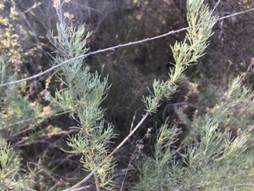 California Sagebrush. Photo by Matthew Dodder