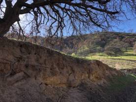 Oak savanna habitat. Photo by Matthew Dodder