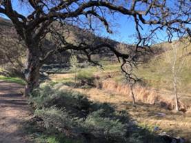 Oak savanna habitat. Photo by Matthew Dodder