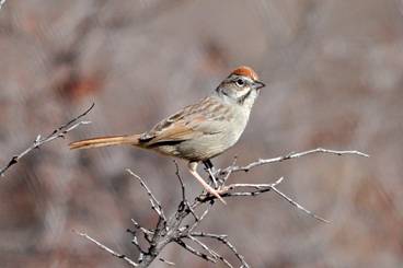 rufouscrownedsparrow1.jpg