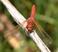 cardinalmeadowhawk1.jpg