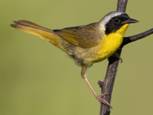 commonyellowthroat1.jpg