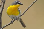 yellowbreastedchat1.jpg