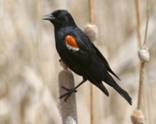 tricoloredblackbird2.jpg