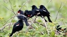 tricoloredblackbird2.jpg