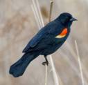 redwingedblackbird1yellow.jpg