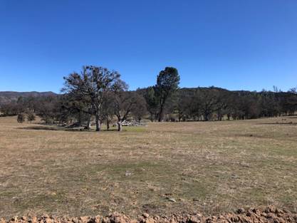 Lewis€™s Woodpecker habitat. Photo by Matthew Dodder