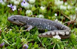 slocounty1califtigersalamander2.jpg