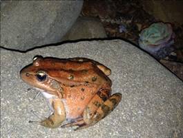 slocounty4califredleggedfrog1nipomo.jpg
