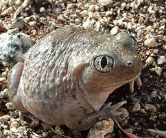 slocounty2westernspadefoottoad1.jpg