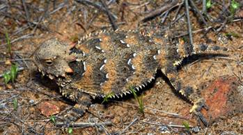 slocounty3coasthornedlizard3.jpg