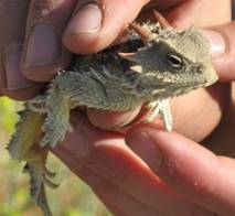 slocounty3coasthornedlizard1.jpg