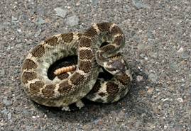 slocounty4northernpacificrattlesnake1.jpg